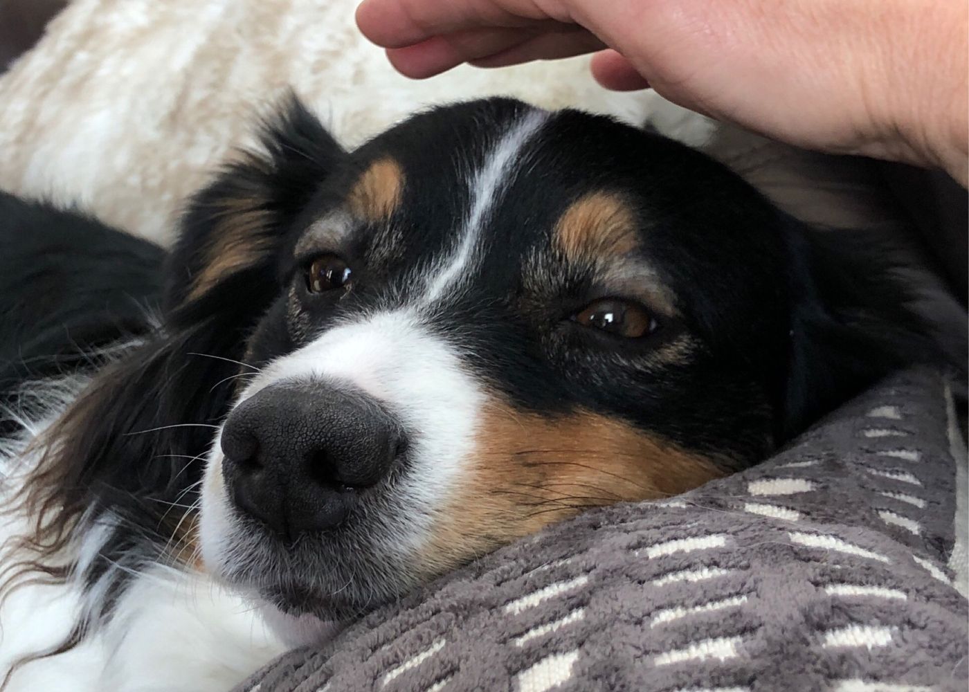 École d'ostéopathie animale : une formation de qualité pour soigner vos compagnons